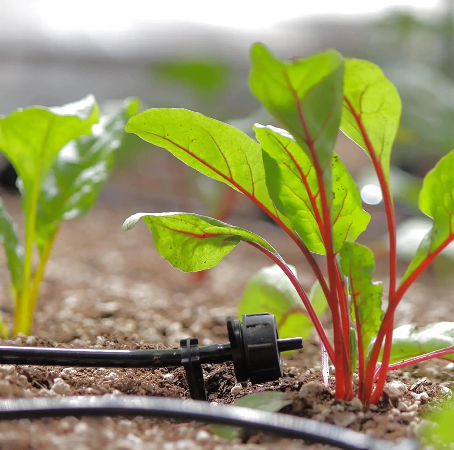 Solar Powered Automatic Watering Drip Irrigation System With 50 Drippers