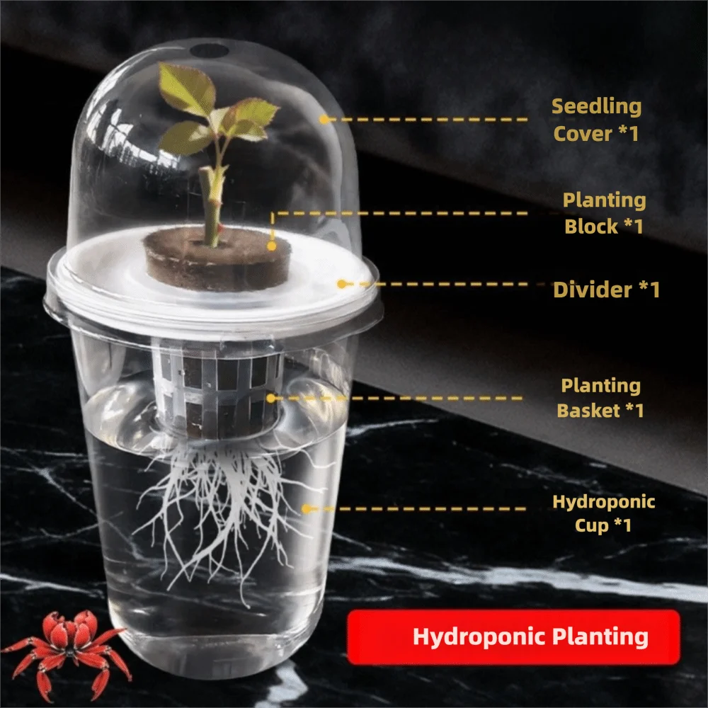 Clear Plant Germination Cups For Hydroponic Seed Starters